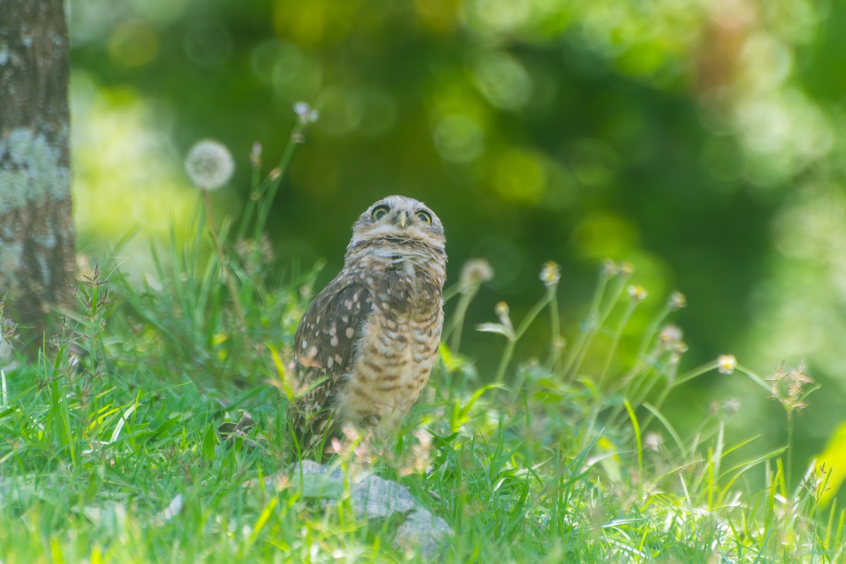Burrowing Owl - ML646601427