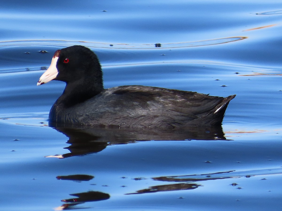 Foulque d'Amérique - ML646601428