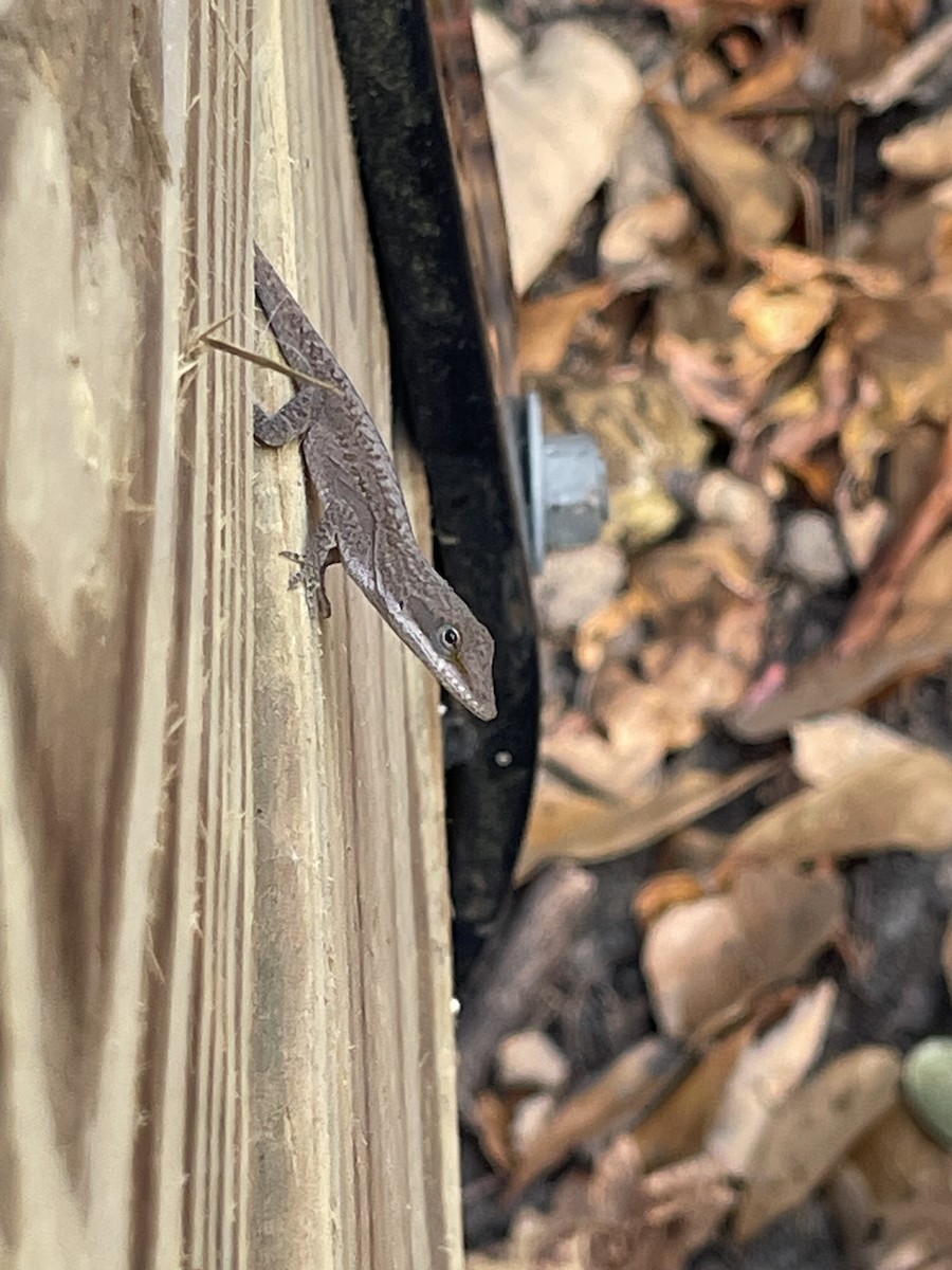 Green Anole - ML646601429