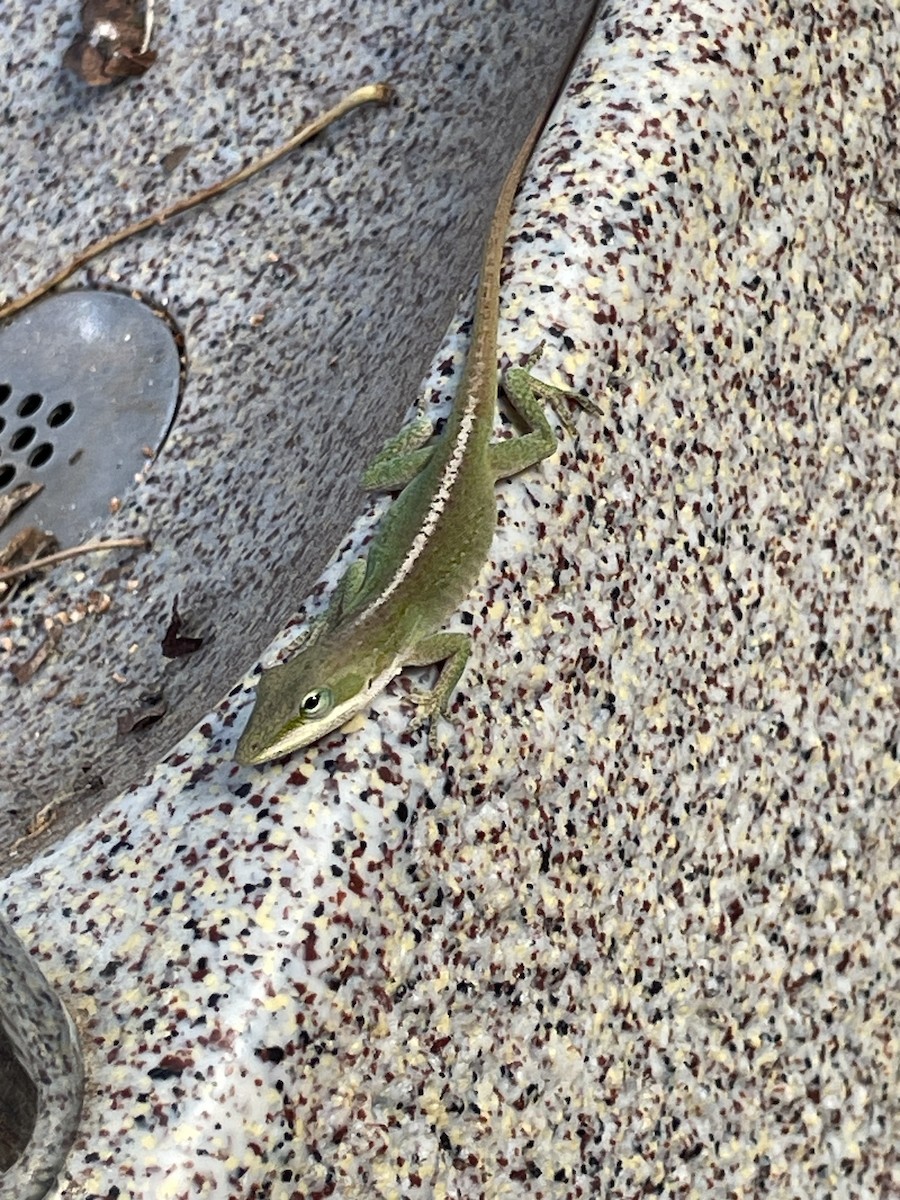 Green Anole - ML646601430