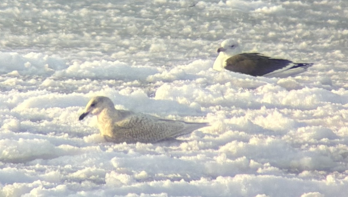 カモメ属（白い翼のカモメの種） - ML646601441