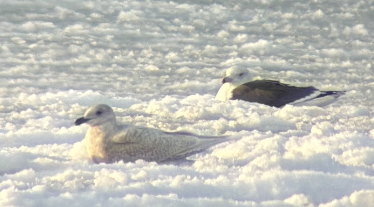 カモメ属（白い翼のカモメの種） - ML646601442