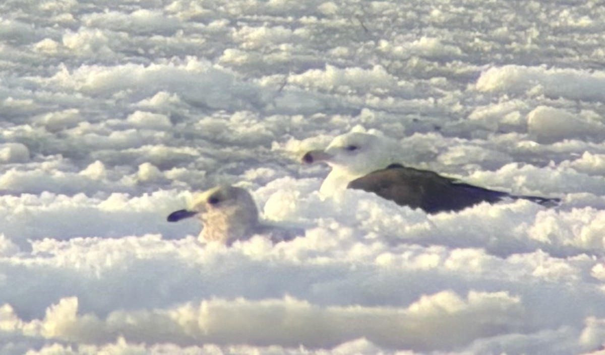 カモメ属（白い翼のカモメの種） - ML646601443