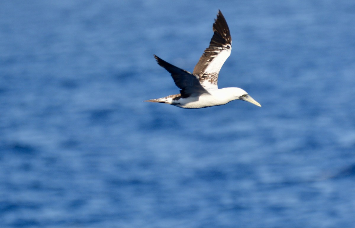 סולת המסיכה - ML646601444