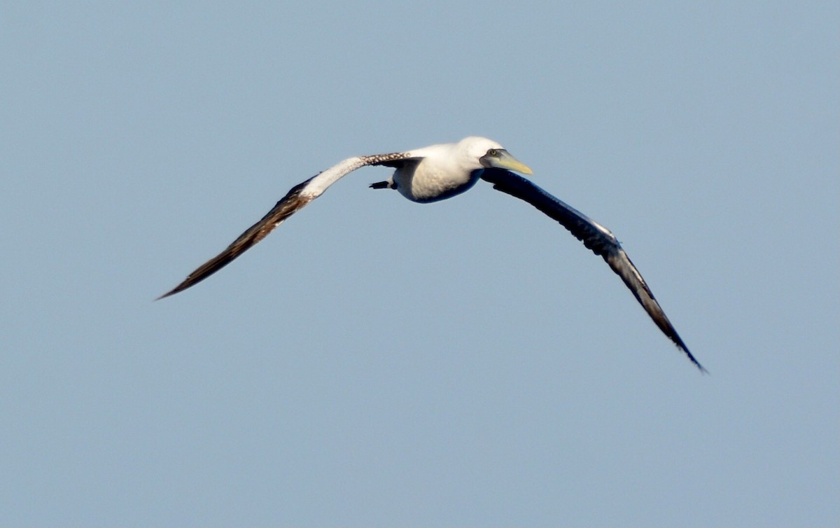 סולת המסיכה - ML646601445