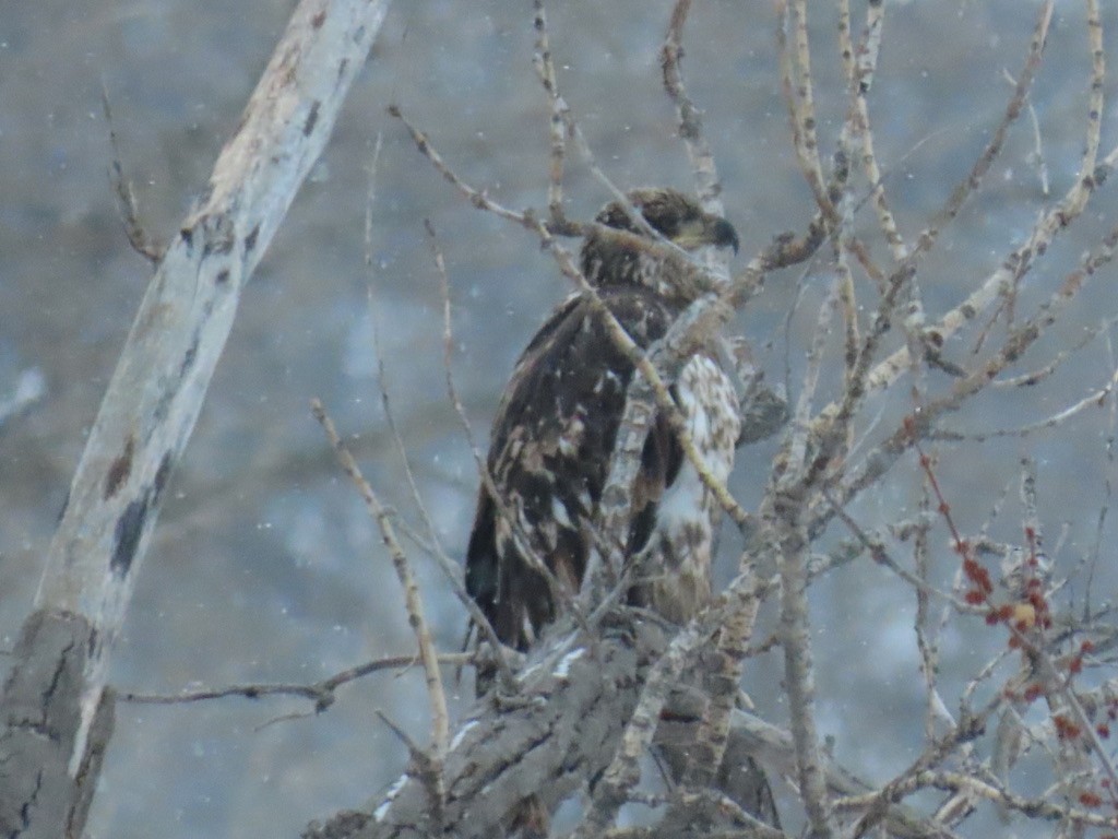 Bald Eagle - ML646601447