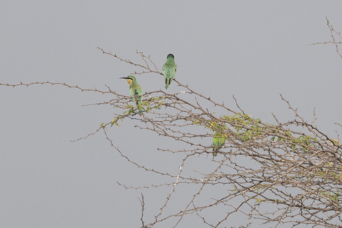 Blue-cheeked Bee-eater - ML646601448