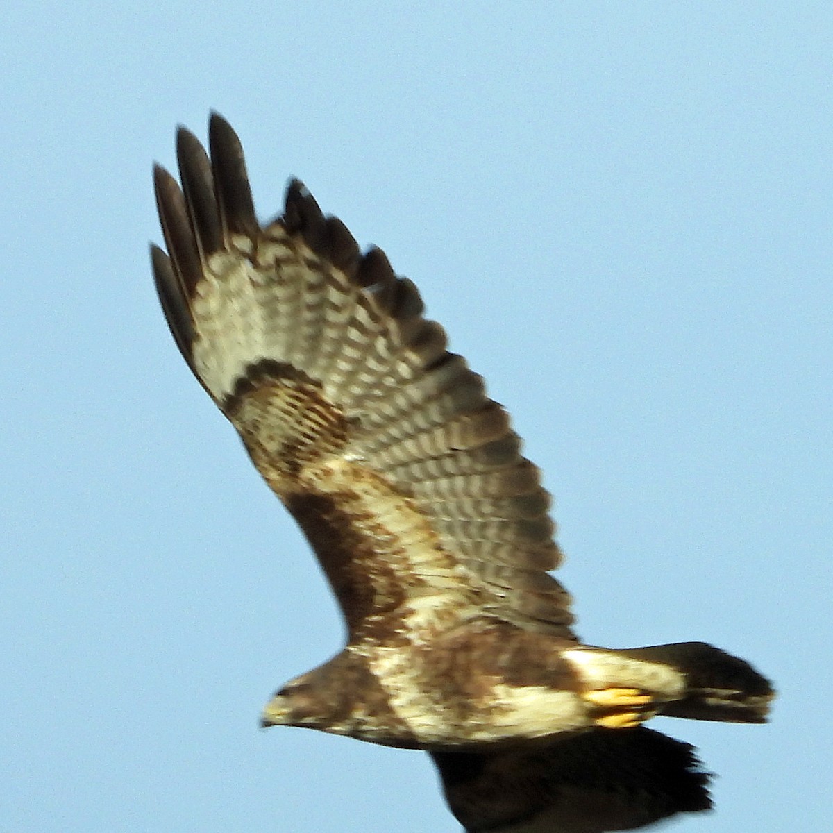 Buse variable - ML646601450