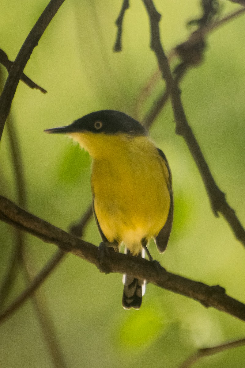 Common Tody-Flycatcher - ML646601452