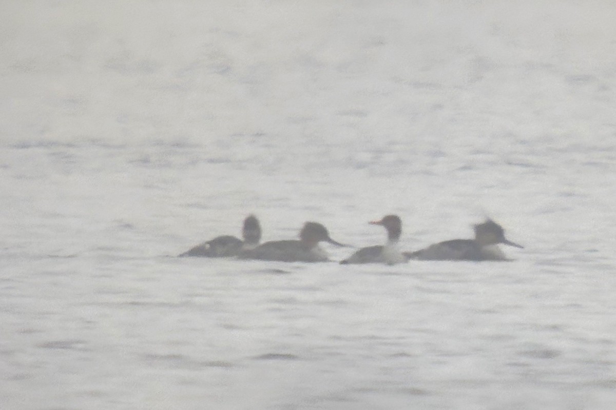 Red-breasted Merganser - ML646601456