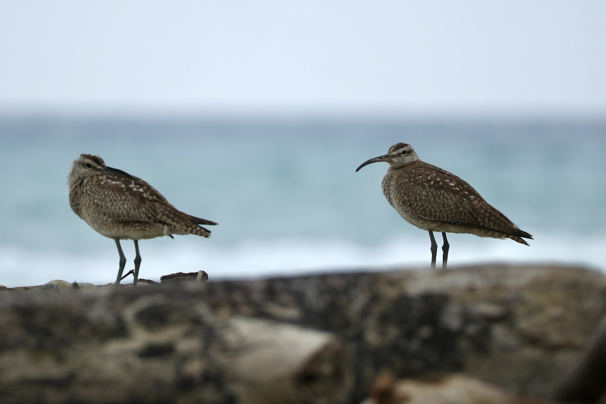 Hudsonian Whimbrel - ML646601457