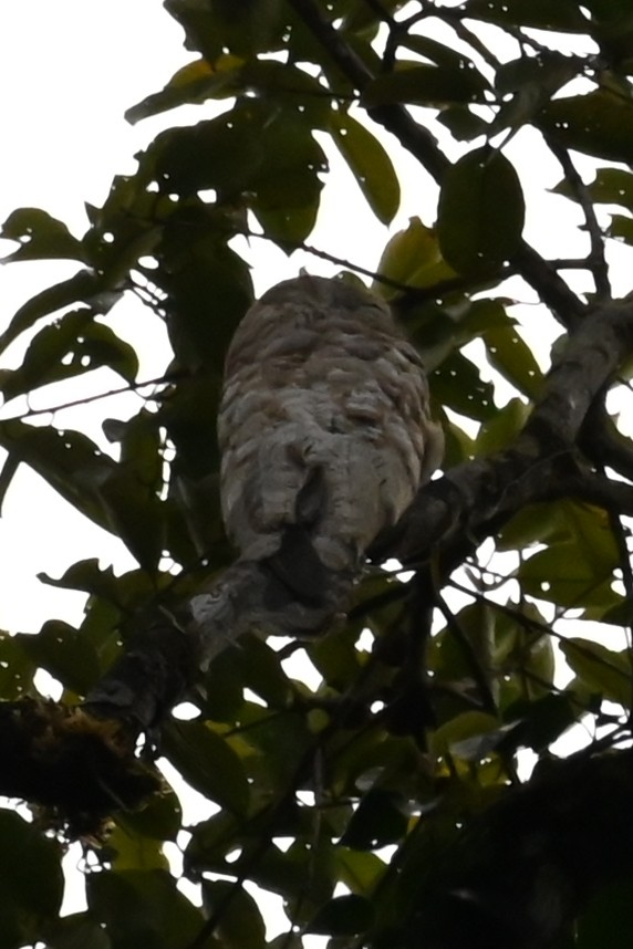 Great Potoo - ML646601458