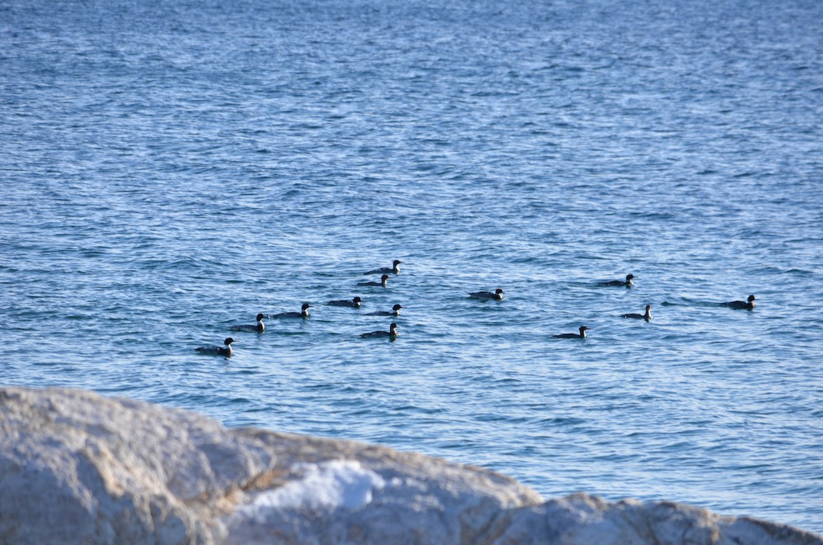 ウミアイサ - ML646601462