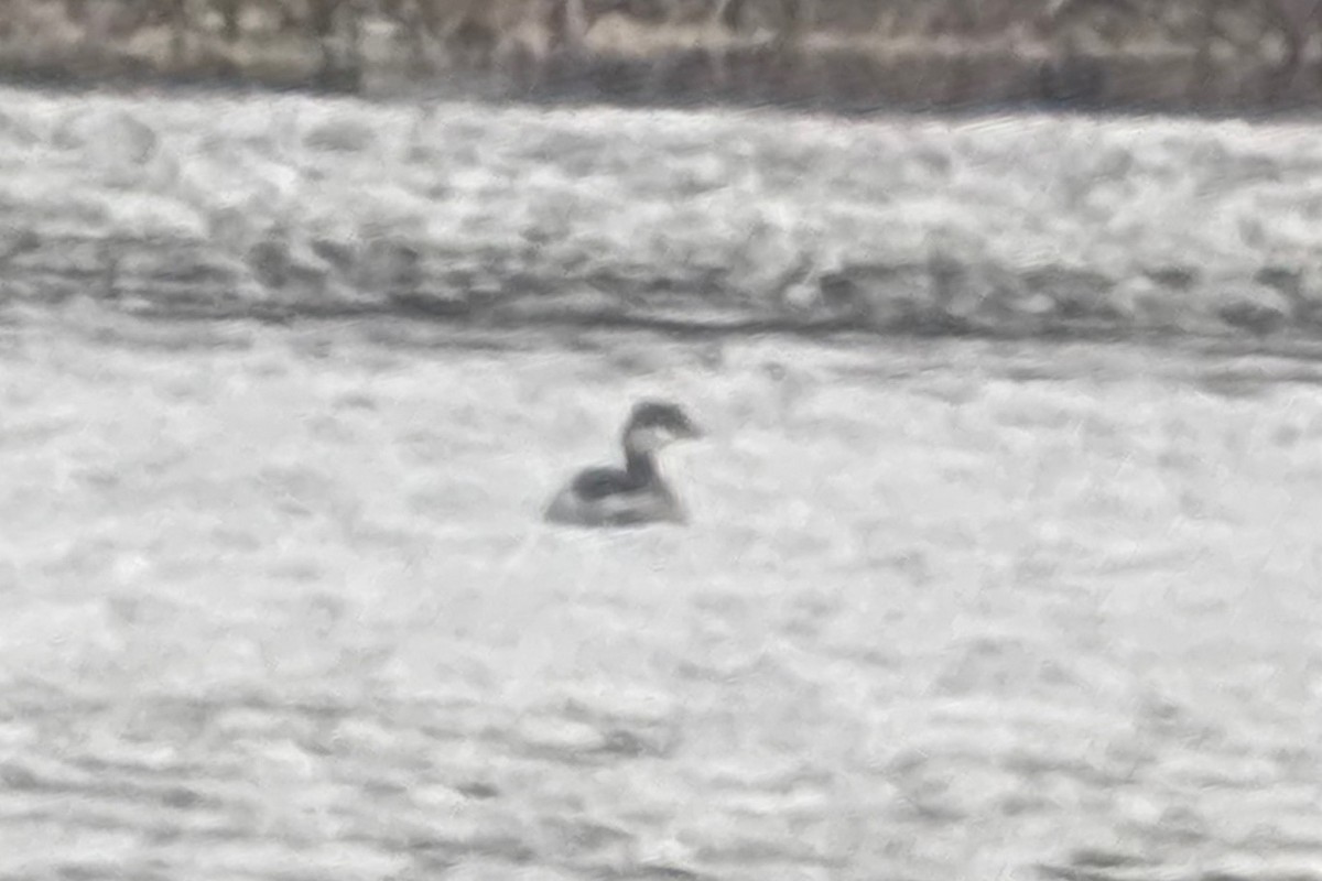 Horned Grebe - ML646601466