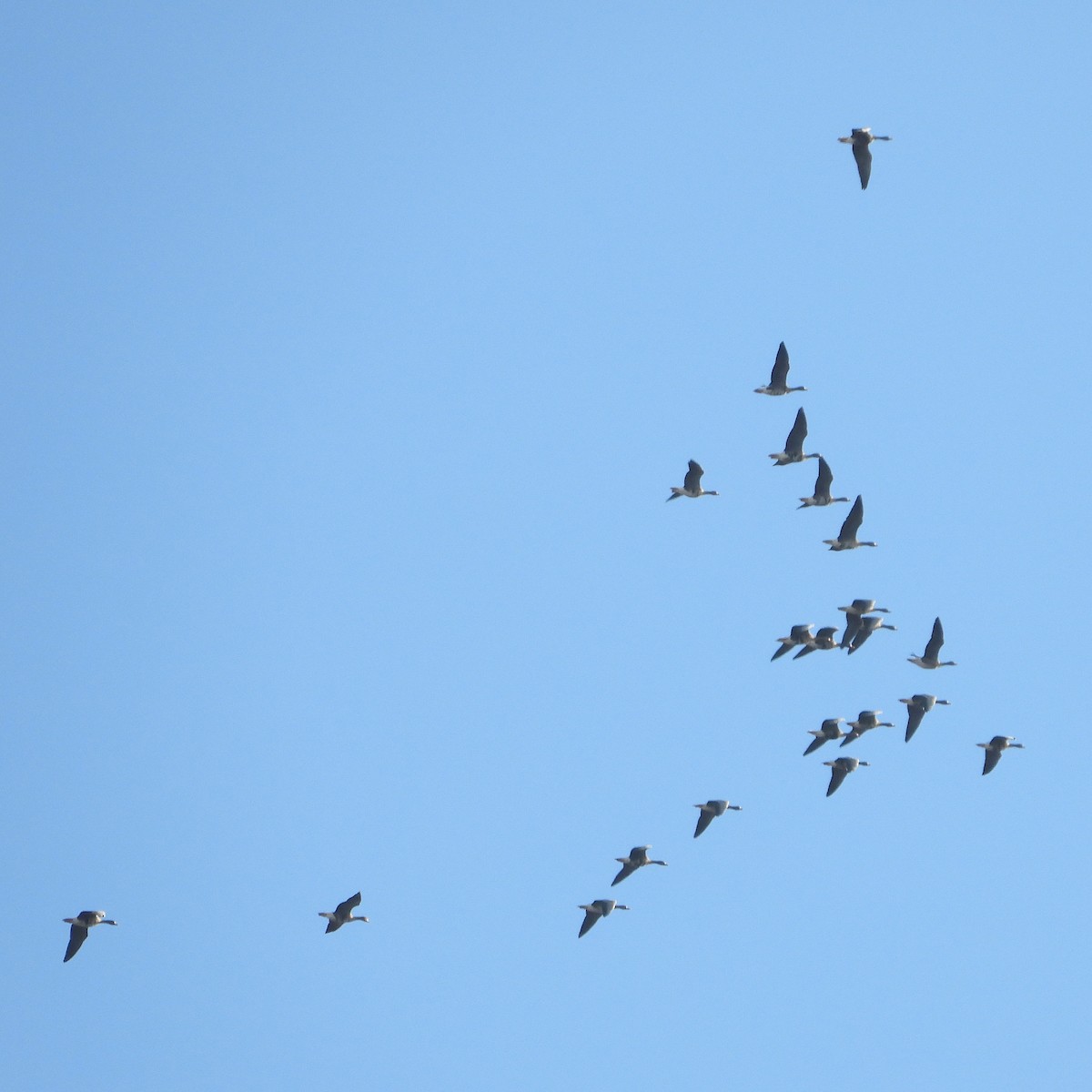 Greater White-fronted Goose - ML646601467
