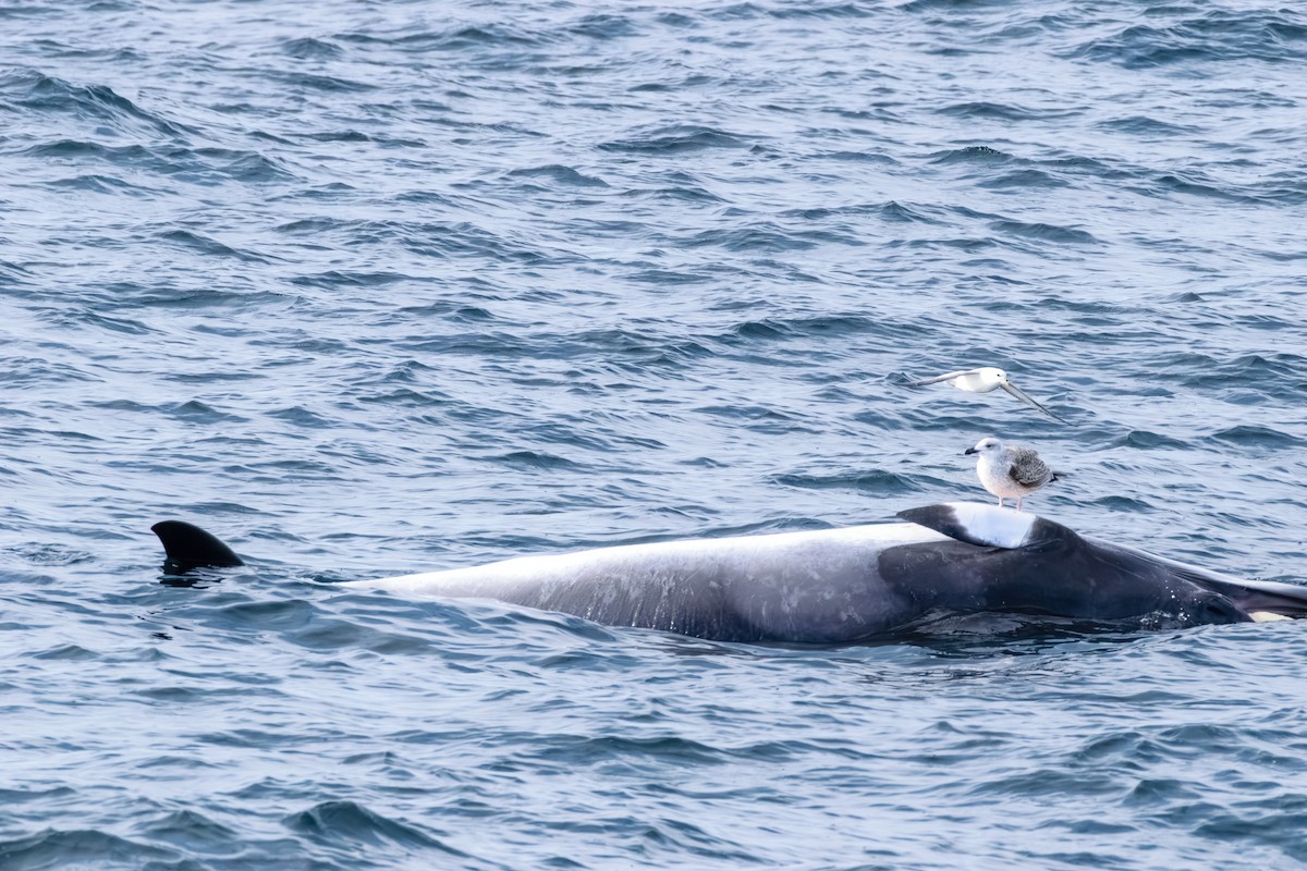 racek mořský - ML646601471