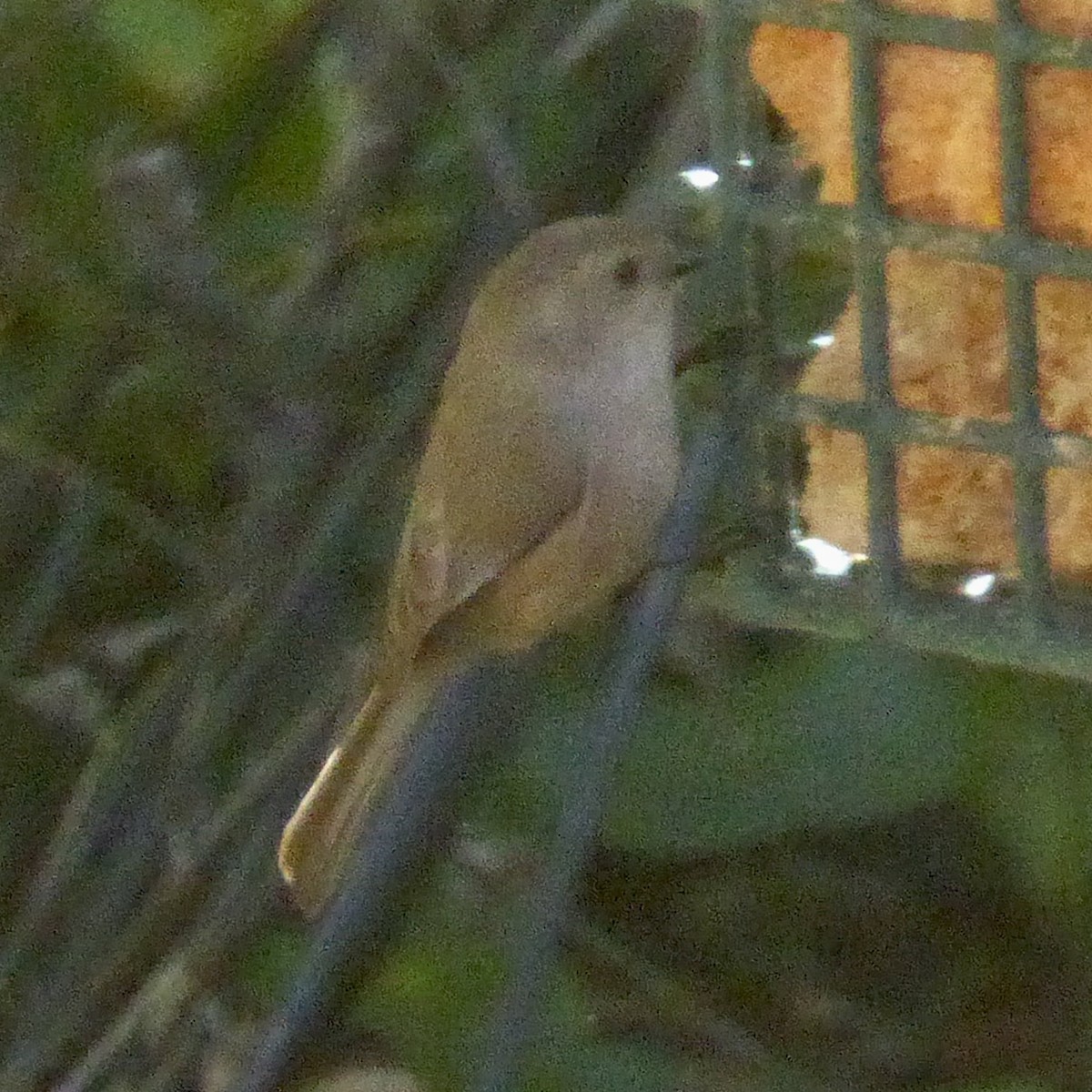 Troglodyte de Bewick - ML646601473