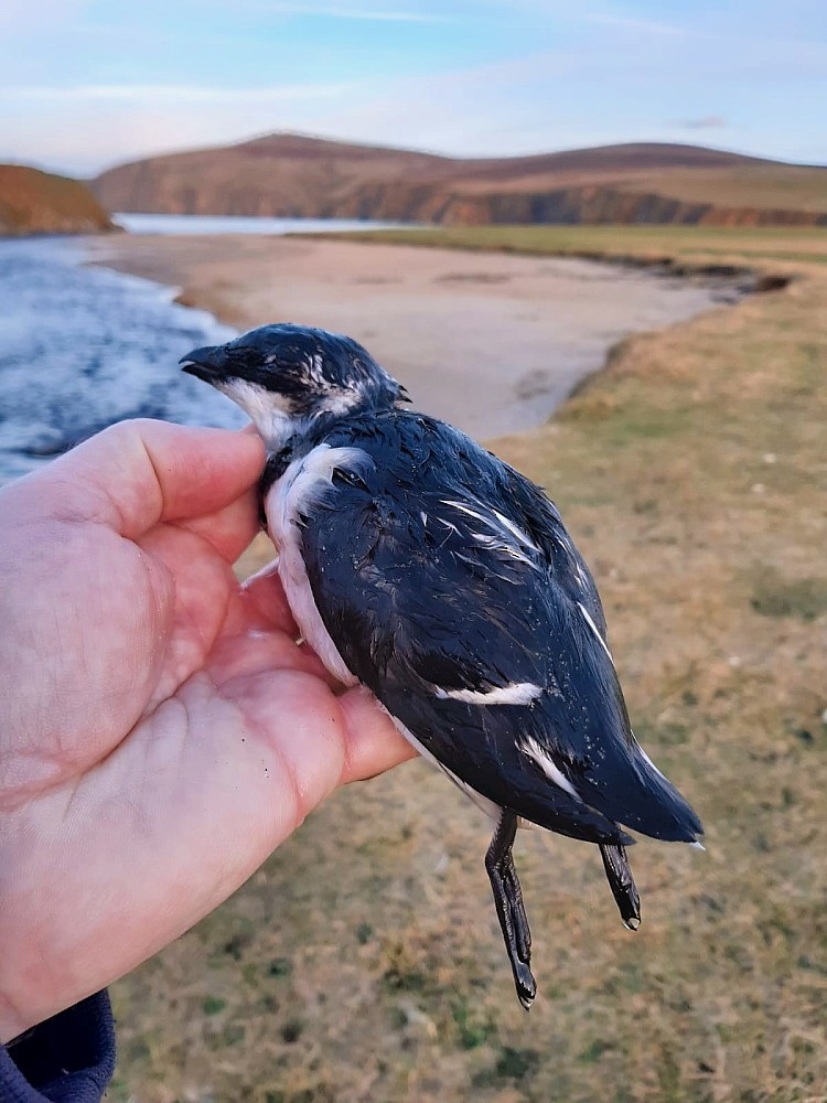 alkoun malý - ML646601474