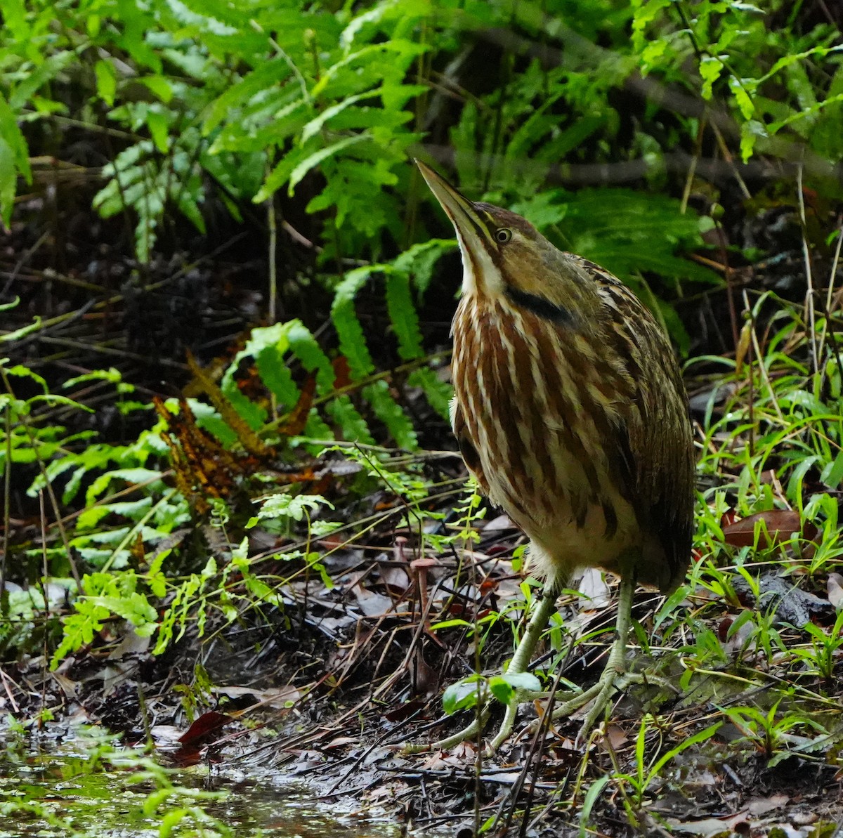 Avetoro Lentiginoso - ML646601475