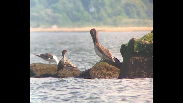Пелікан бурий - ML646601476