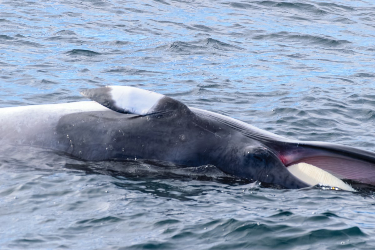 North Atlantic Minke Whale - ML646601478