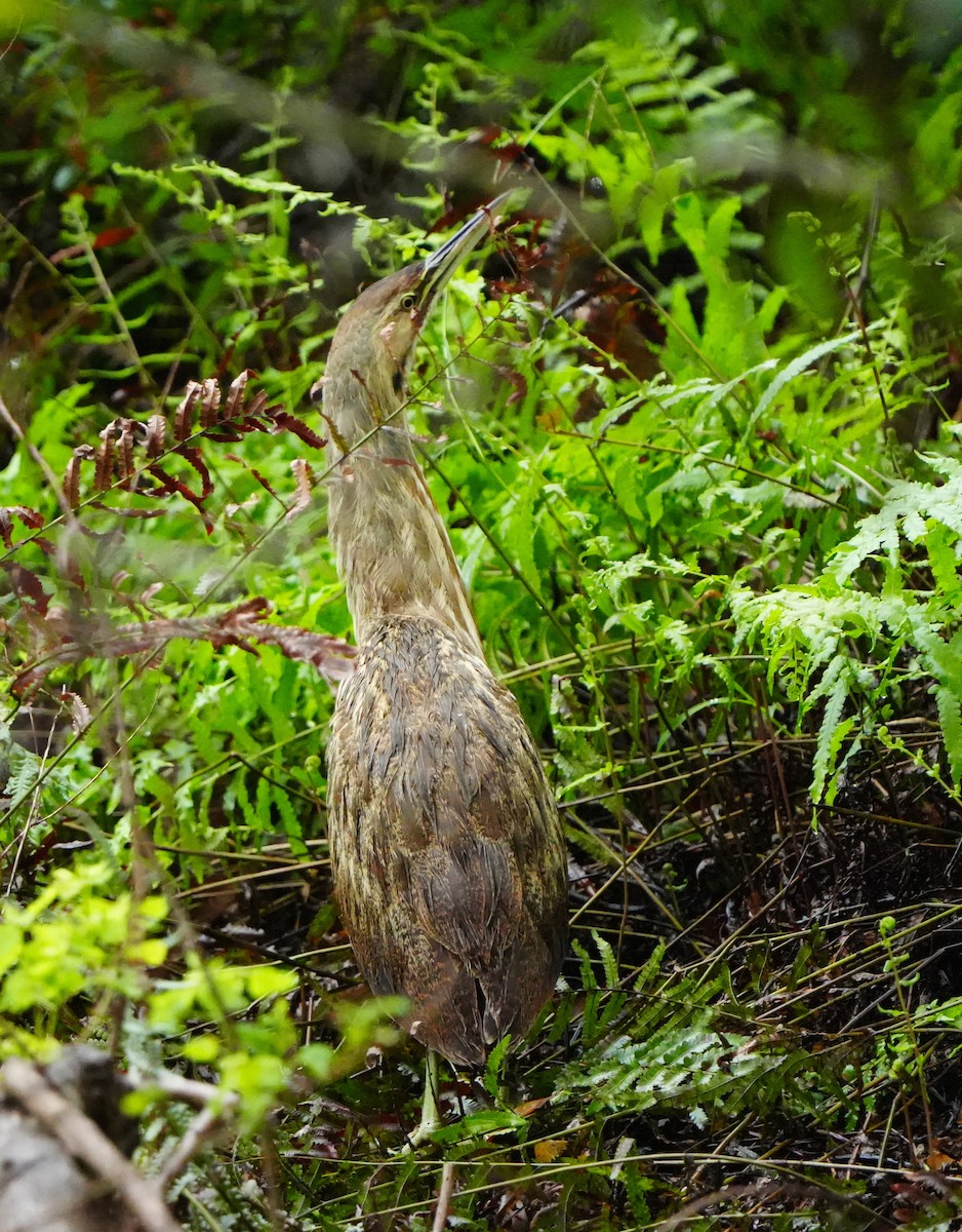 Avetoro Lentiginoso - ML646601482