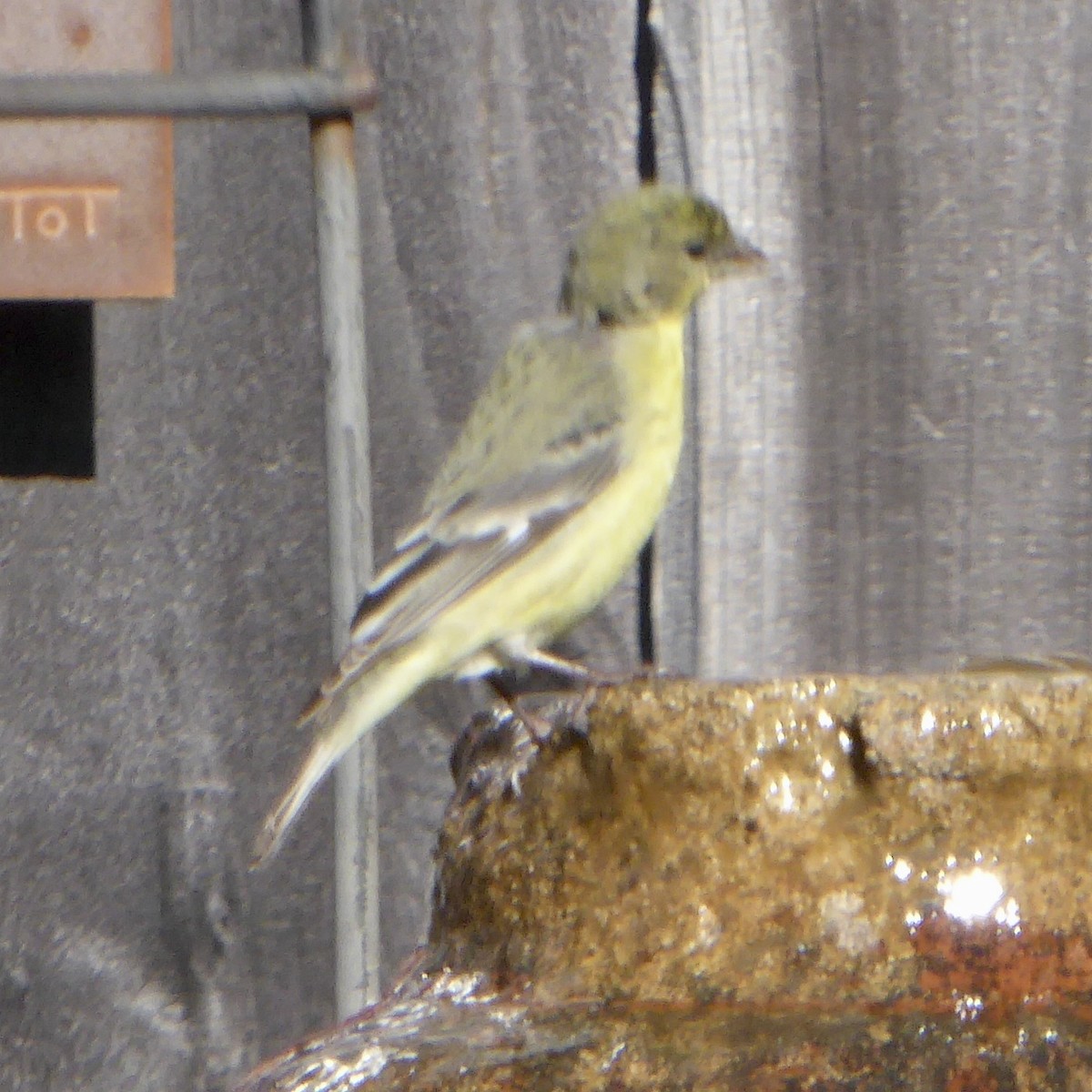 Mexikozeisig - ML646601483