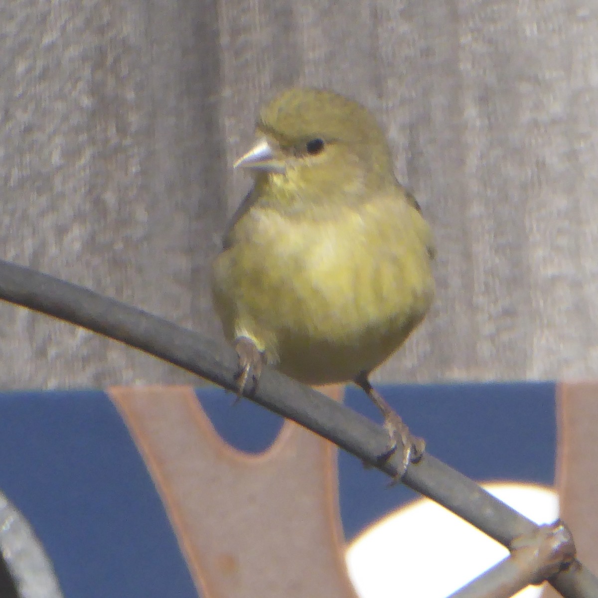 Mexikozeisig - ML646601485