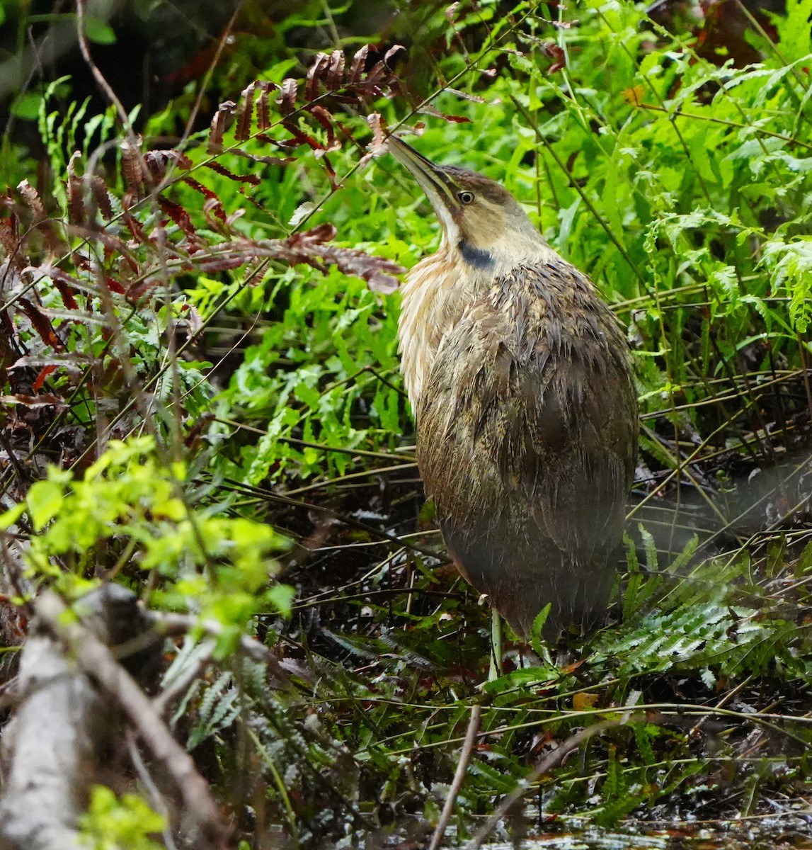 American Bittern - ML646601487