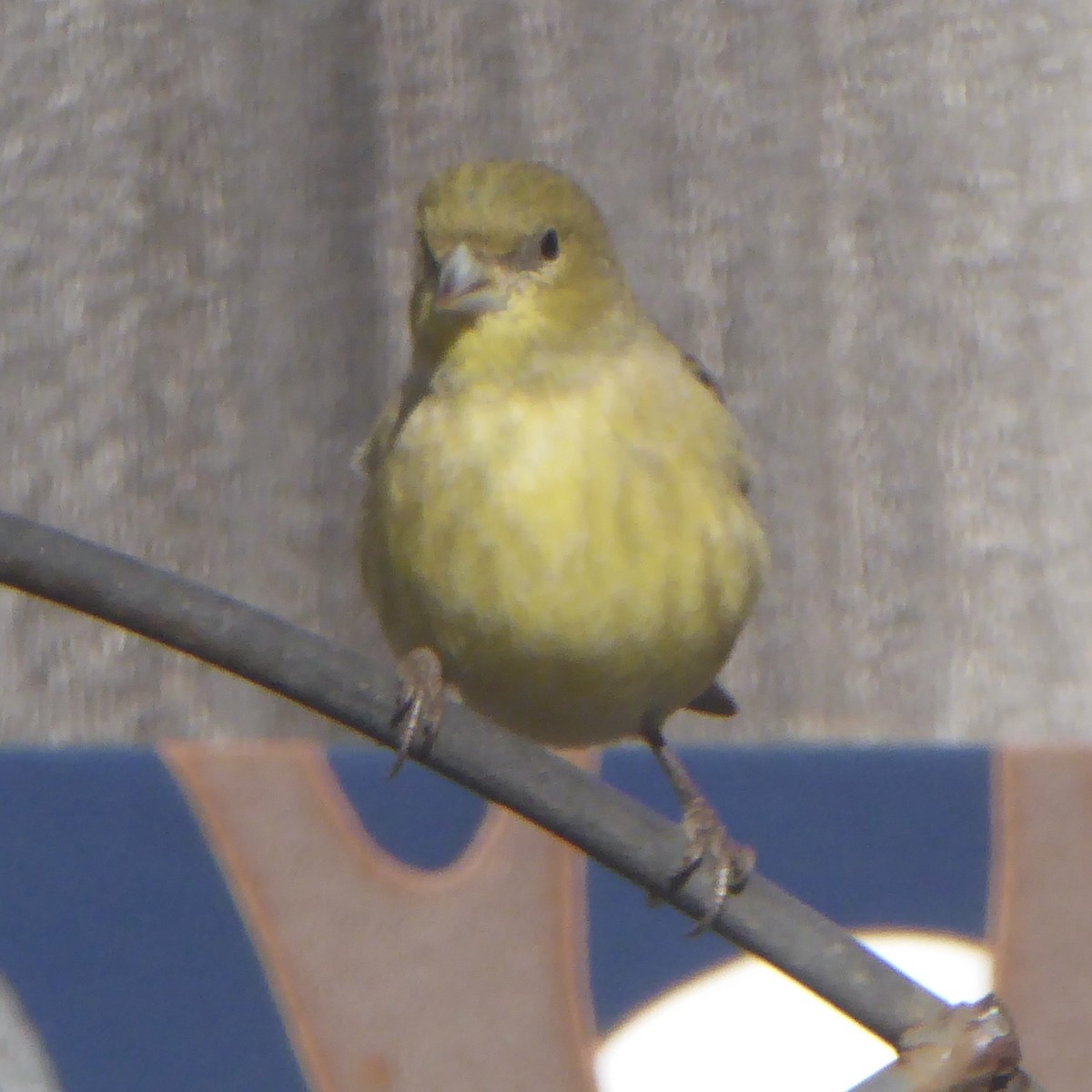 Mexikozeisig - ML646601488