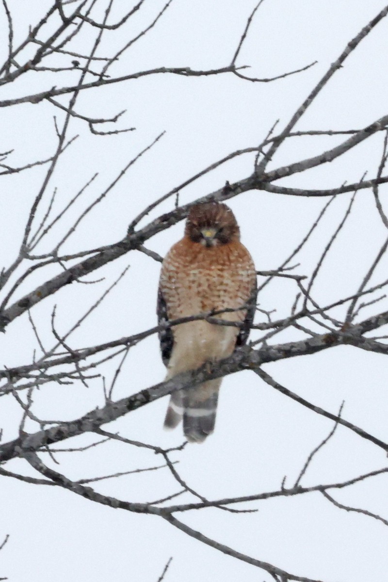 Buse à épaulettes - ML646601489