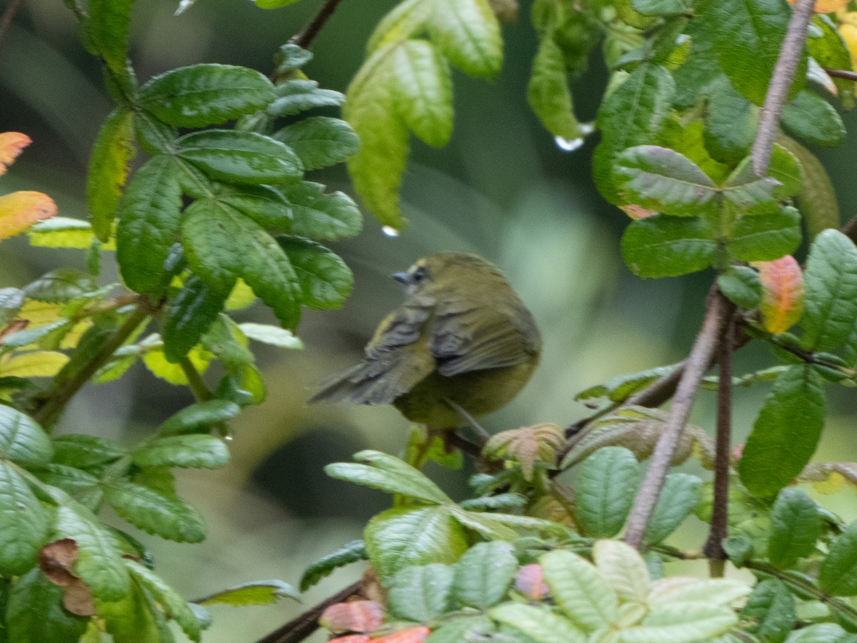 Bonapartewaldsänger - ML646601490
