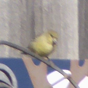 Mexikozeisig - ML646601491