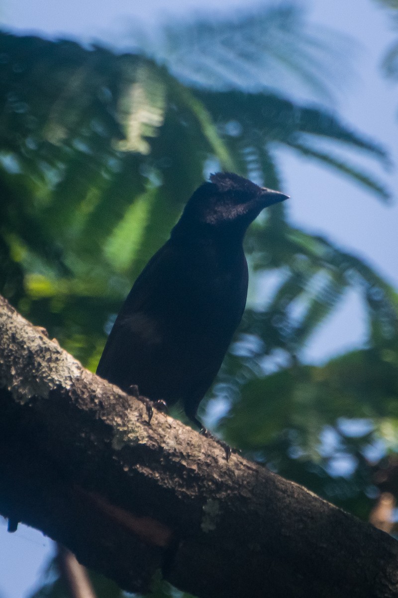 Shiny Cowbird - ML646601492