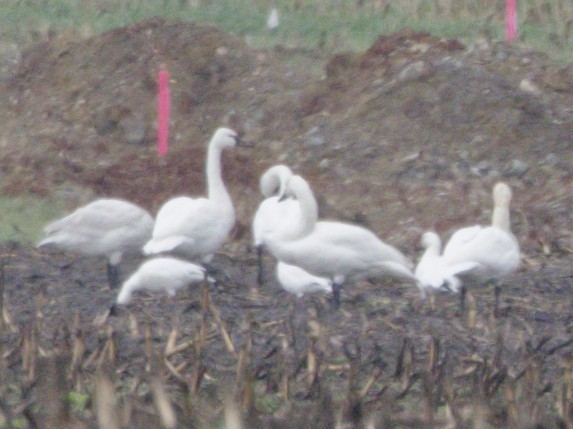 Ross's Goose - ML646601493