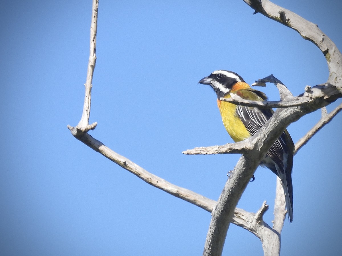 Puerto Rican Spindalis - ML646601497