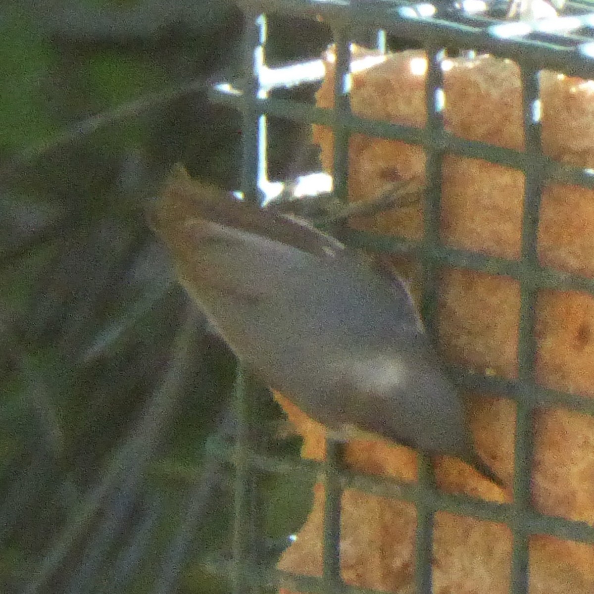 Zwergkleiber - ML646601498