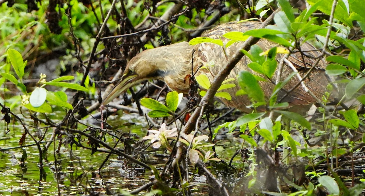 American Bittern - ML646601499