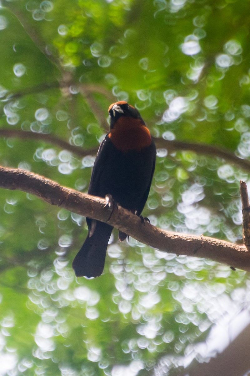 Chestnut-capped Blackbird - ML646601503