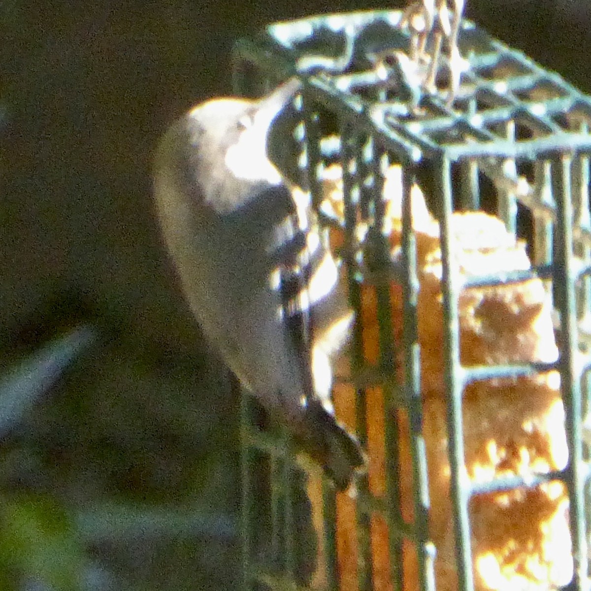 Zwergkleiber - ML646601504