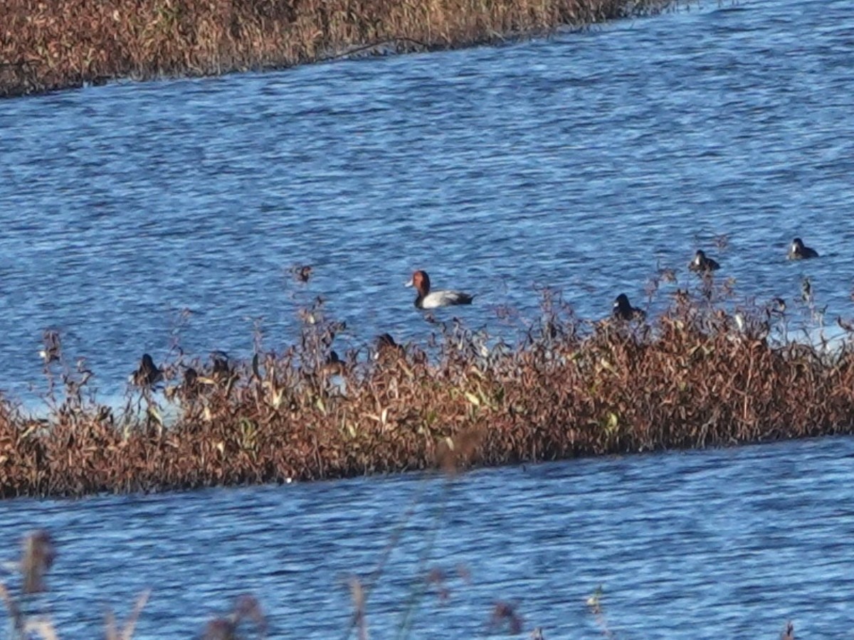 Redhead - ML646601507