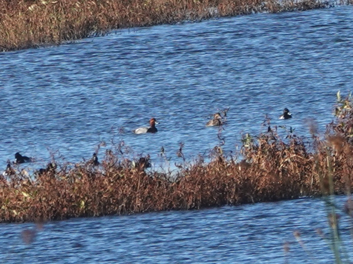 Redhead - ML646601508