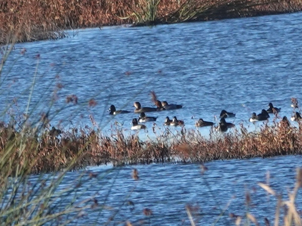 Redhead - ML646601510
