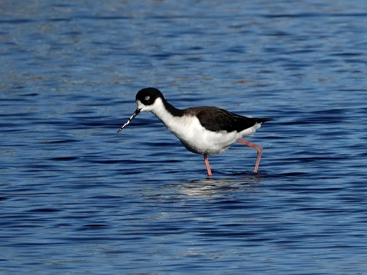 Black-necked Stilt - ML646601511