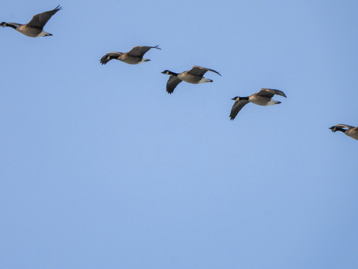 Canada Goose - ML646601512