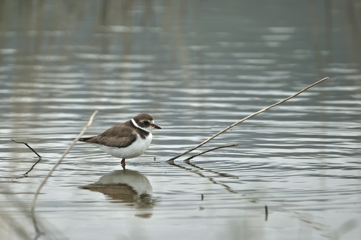 Semipalmated Plover - ML646601513