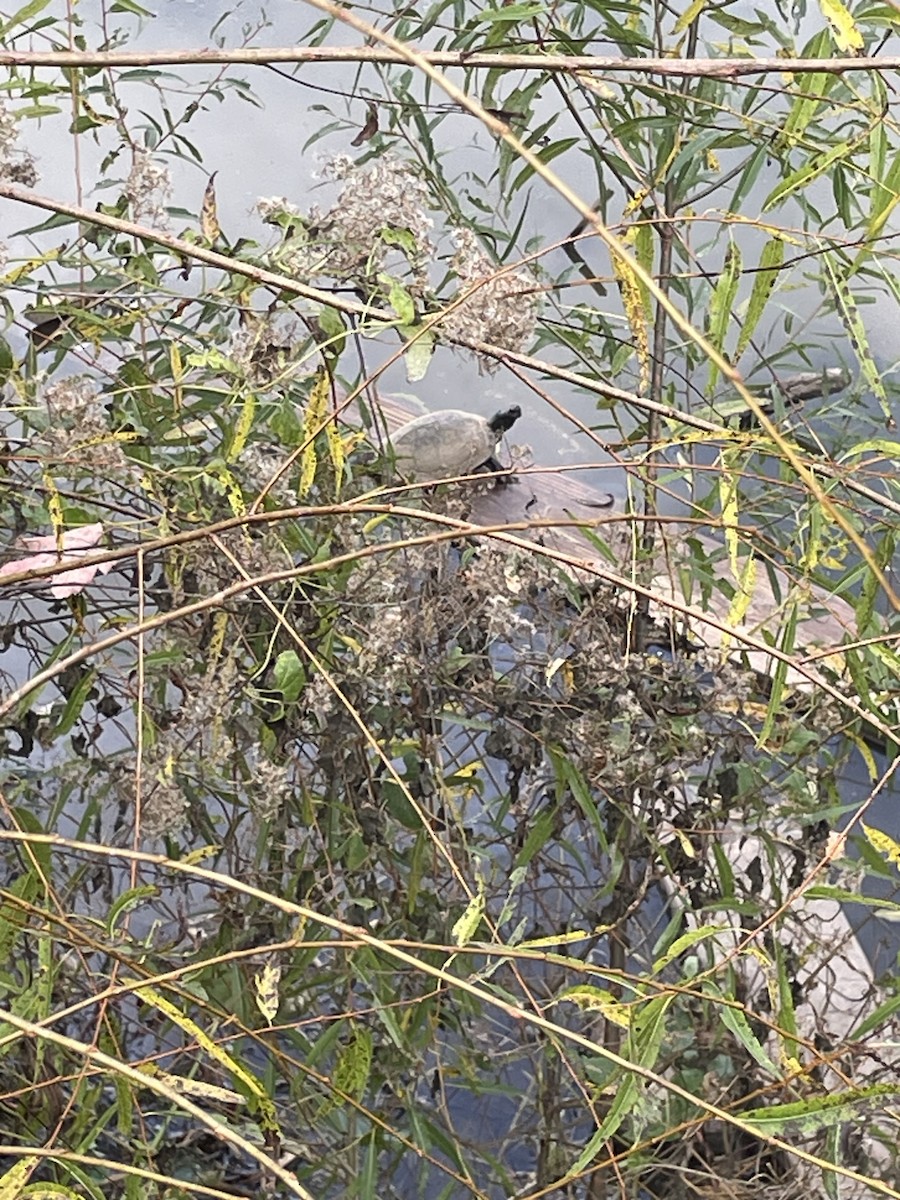 Turtles and Tortoises - ML646601515