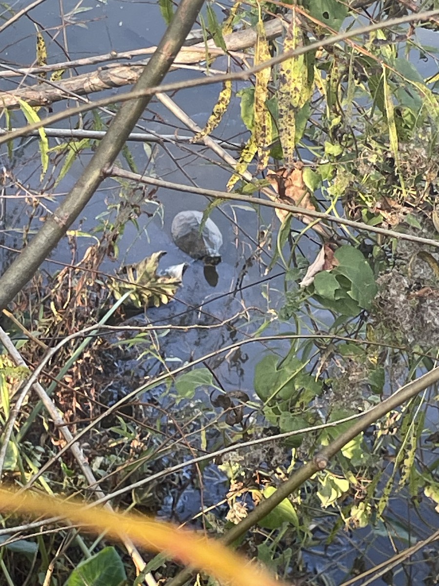 Turtles and Tortoises - ML646601516