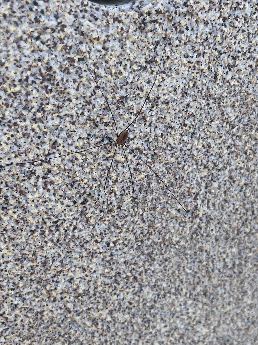 Eastern Harvestman - ML646601517