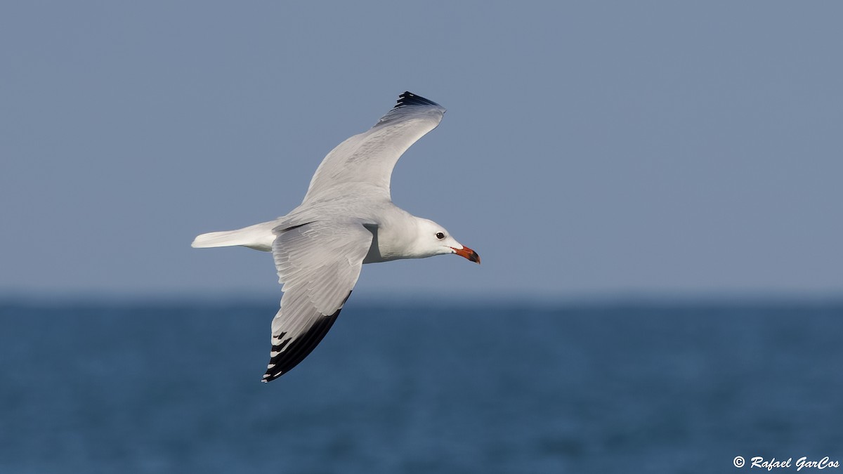 Audouin's Gull - ML646601519